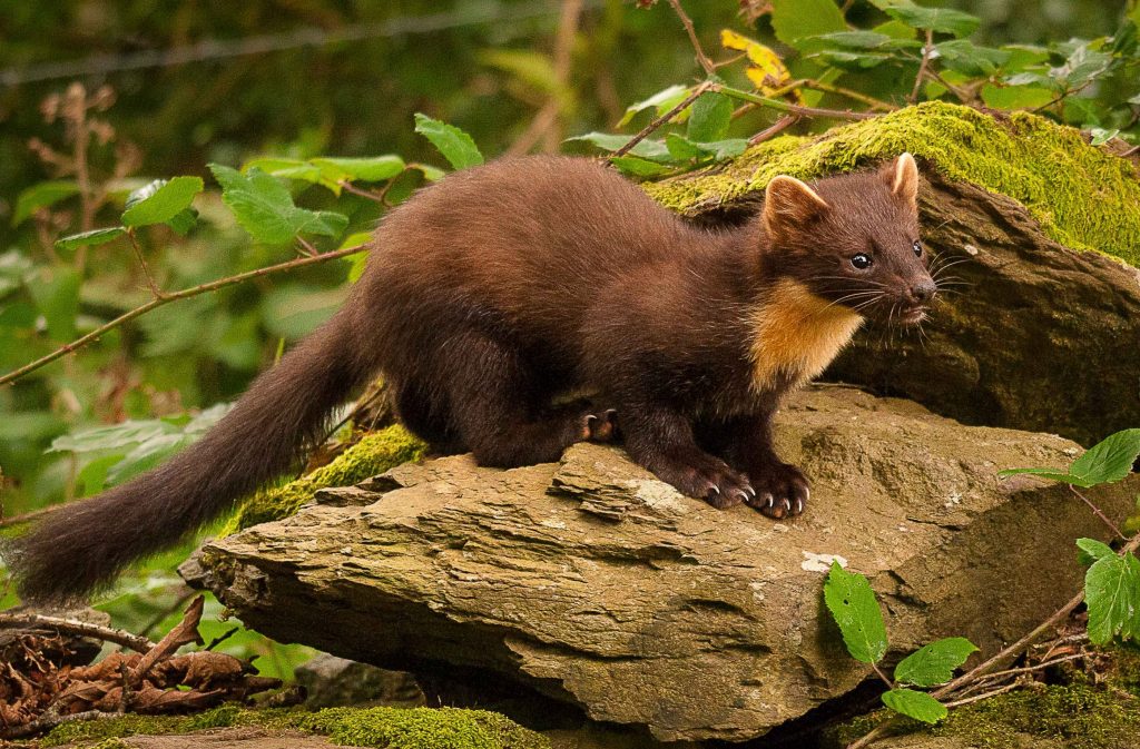 Pine Marten