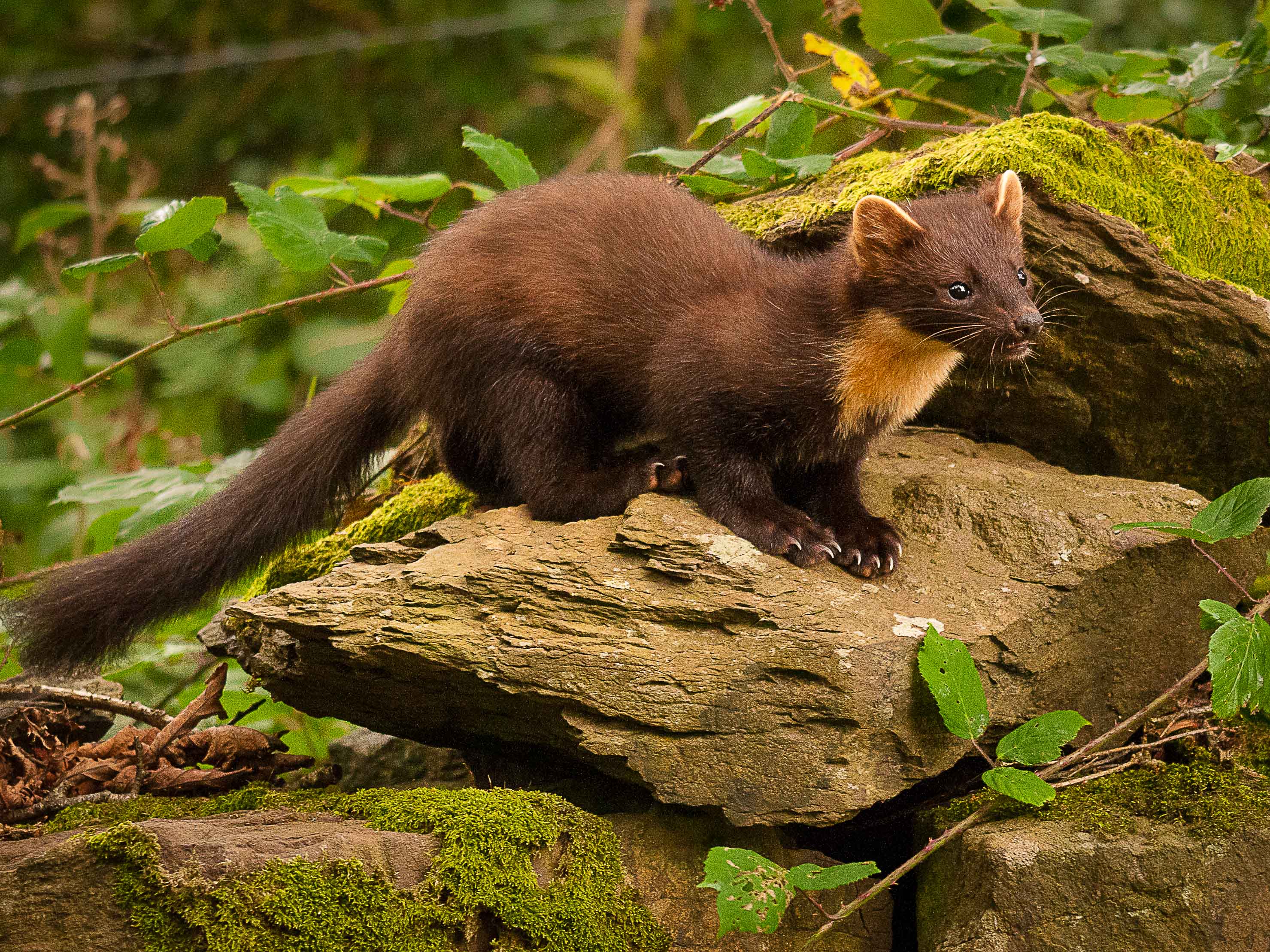 Welcome to British Red Squirrel, Conserving our native red squirrel ...