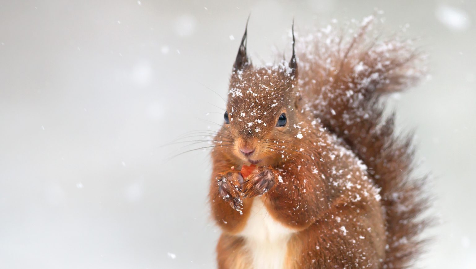 Cute red squirrel in the falling snow, winter in England - Squirrel