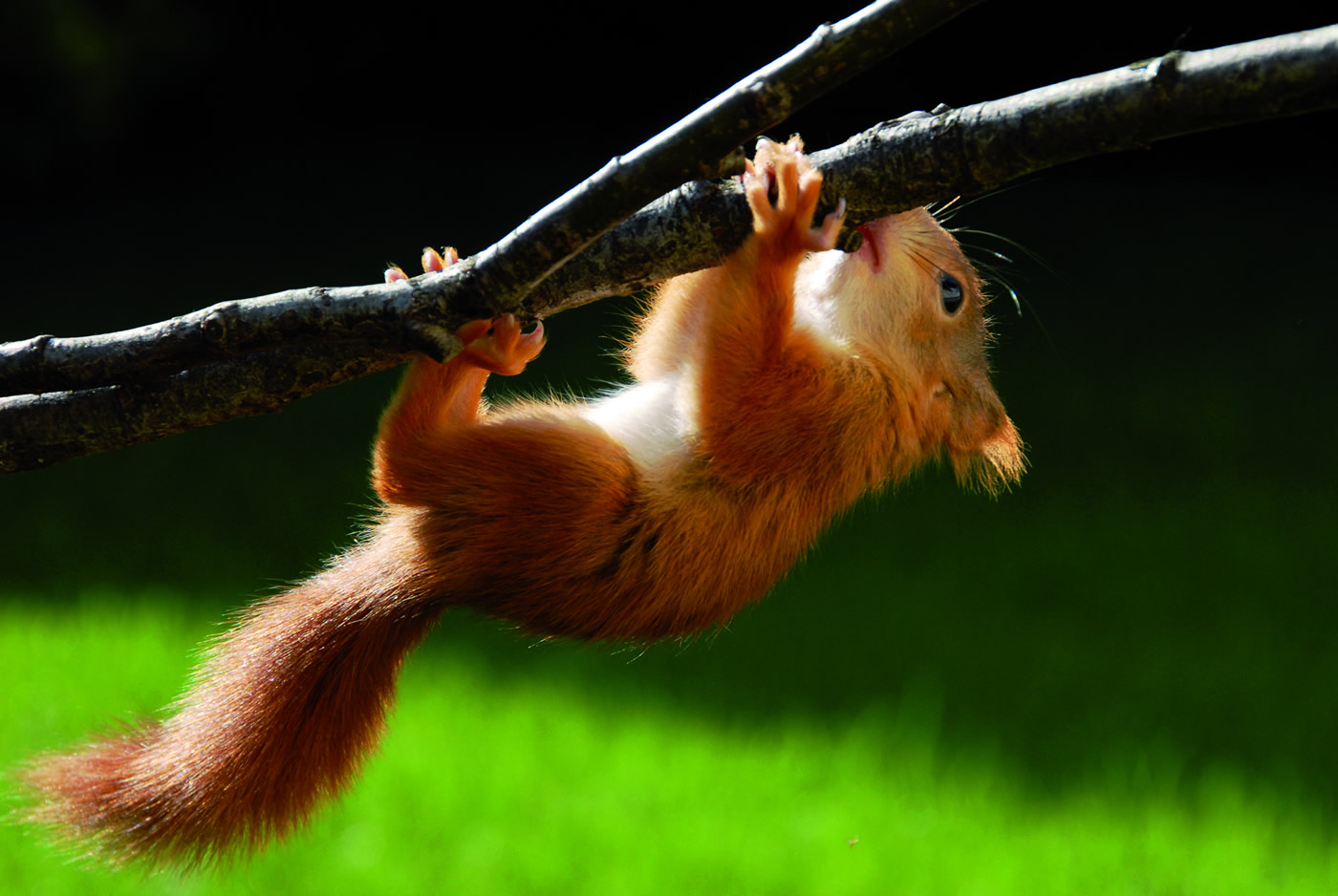 to British Red Squirrel, Conserving our native red squirrel
