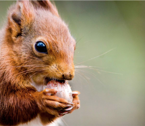 The pack features Olivia's stunning photography of red squirrels